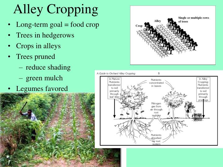 PPT AGROFORESTRY TOPICS PowerPoint Presentation ID 7017946 ppt-agroforestry-topics-powerpoint-presentation-id-7017946