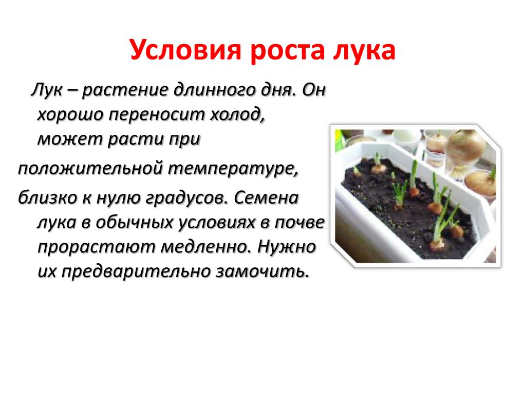 Прорастание семян салата от температуры. Растения длинного дня. Влияет ли температура на прорастание семян гороха