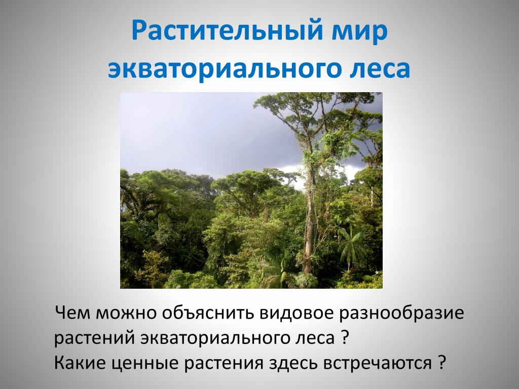 Какую площадь занимают экваториальные леса