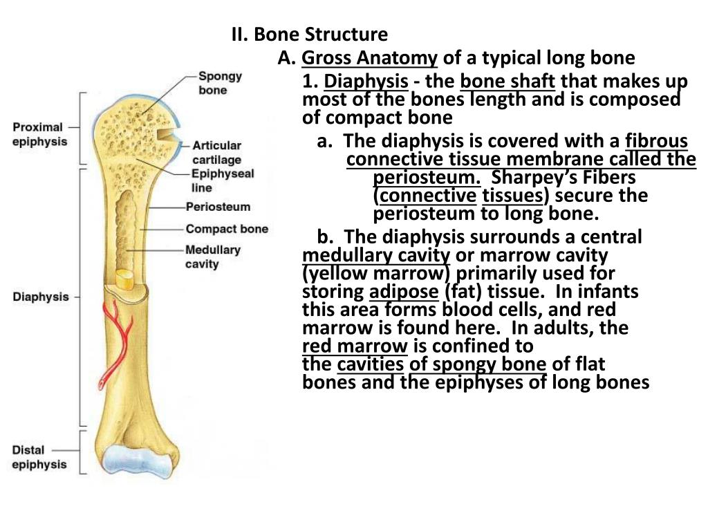 Long bone. Structure of long Bone.. Anatomy of Tubular Bones. The structure of the Tubular Bone. Long Tubular Bone.