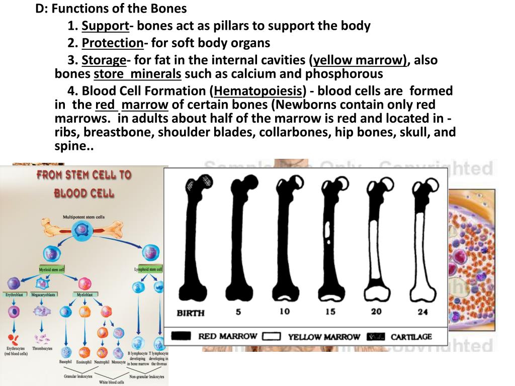 Bone mineral. What are the functions of Bones. Bone support. The location of Minerals in the Bone scheme.