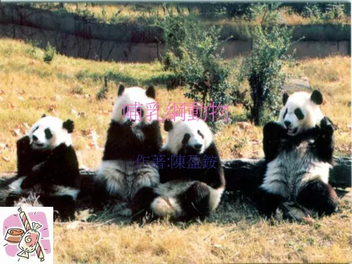 Ppt 哺乳綱動物powerpoint Presentation Free Download Id