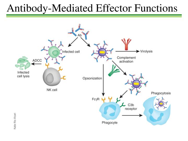 function of antibodies