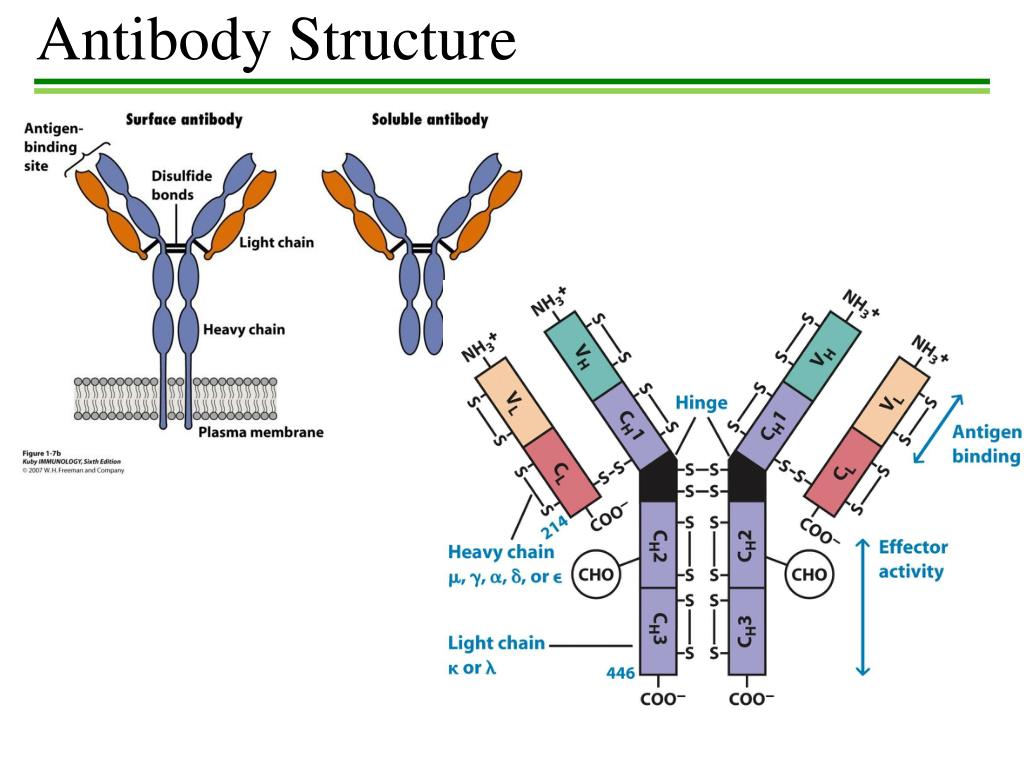 PPT Antibody Structure PowerPoint Presentation, free download ID