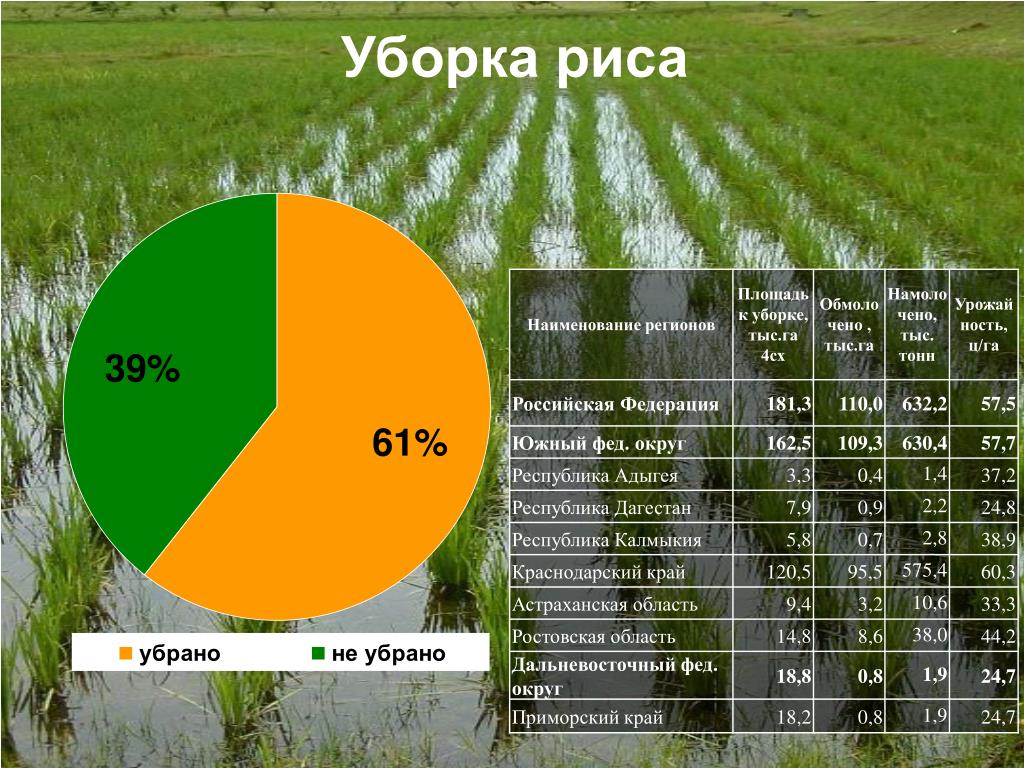 Урожайность по районам. Статистика по сбору урожая. Урожайность риса. Что такое валовый сбор урожая. Статистические данные по сбору урожая зерна.