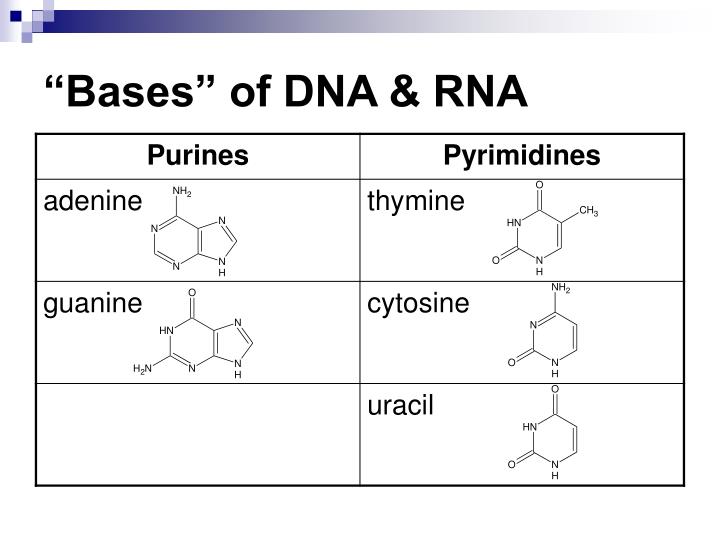 Ppt Macromolecules Powerpoint Presentation Id 7025299