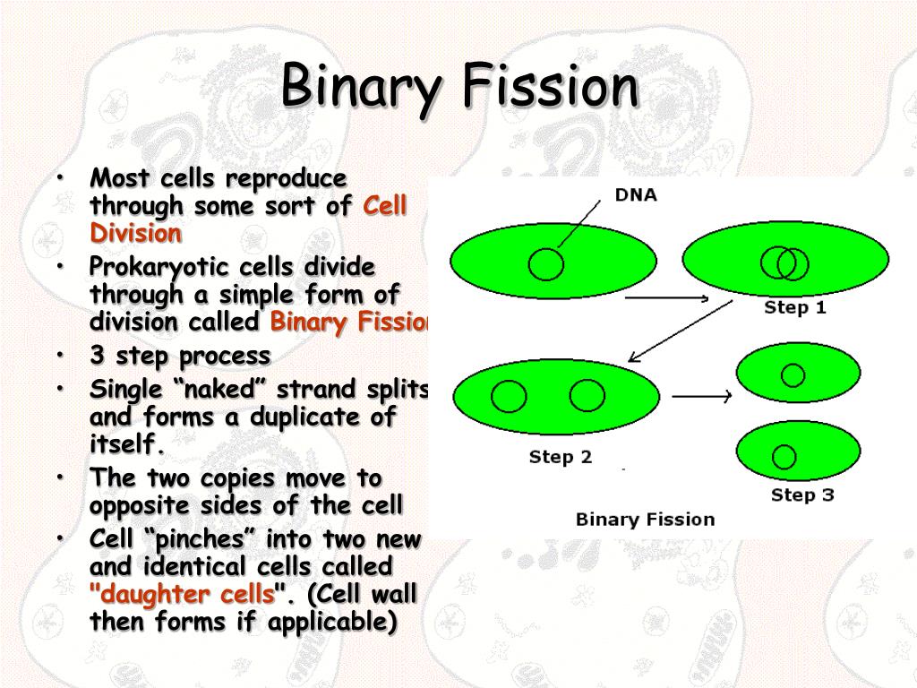 binary fission vs mitosis chart