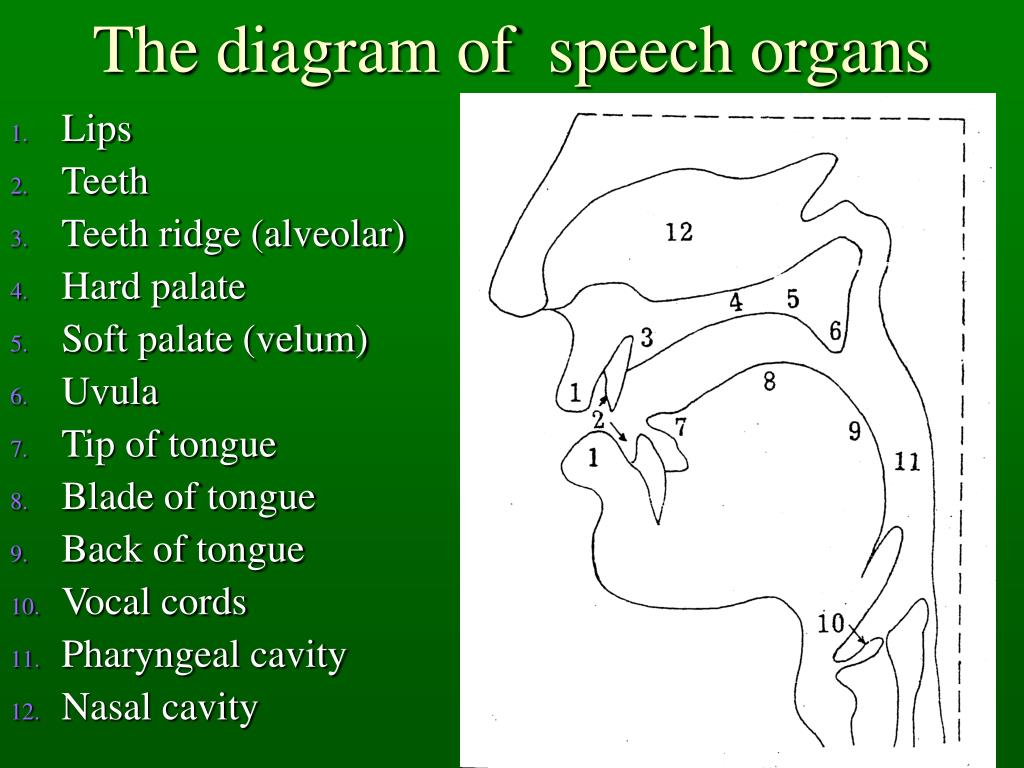 Ridge перевод. Organs of Speech. Alveolar Ridge фонетика. Тест Organs of Speech. Diagram of Organs of Speech.