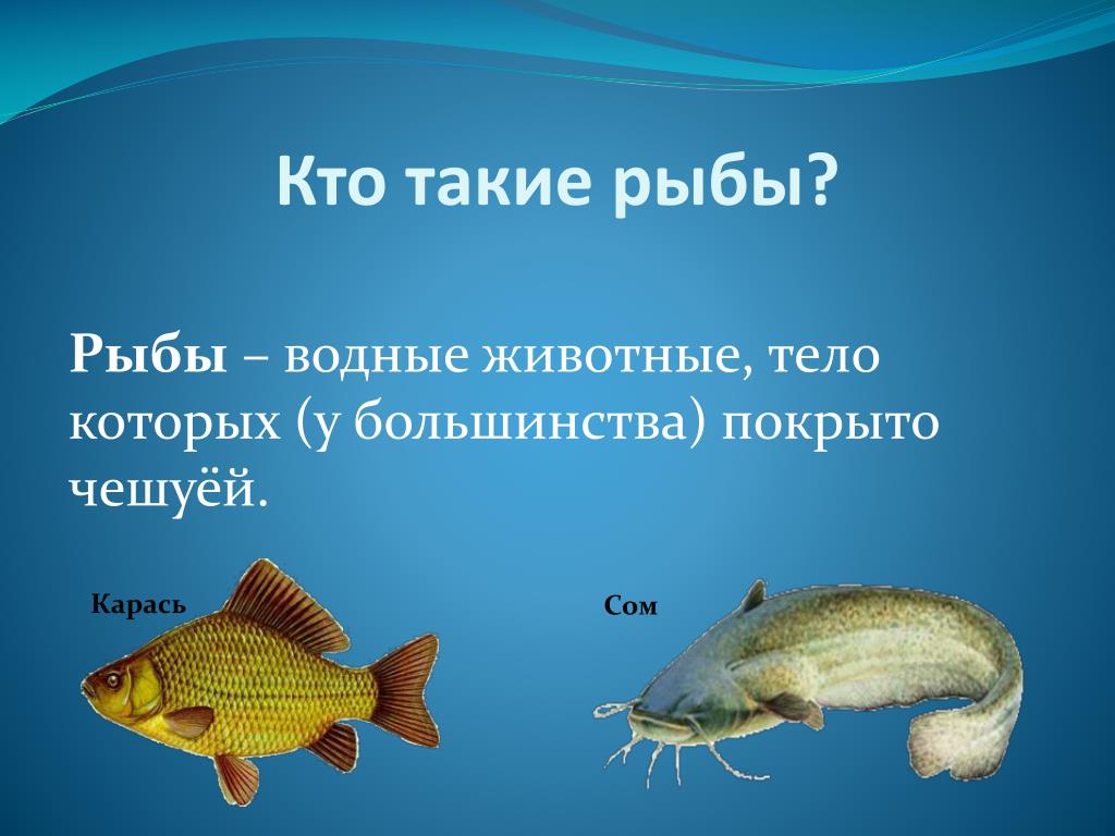 Рыбы 11 класс