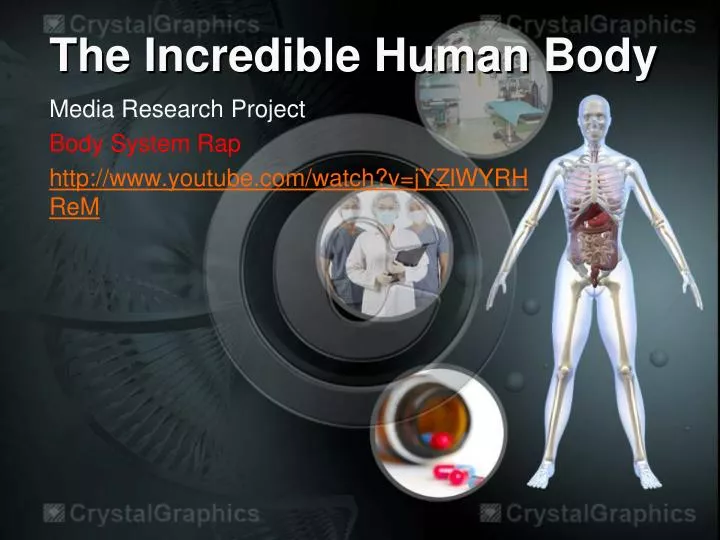 PPT - The Incredible Human Body PowerPoint Presentation, free download ...