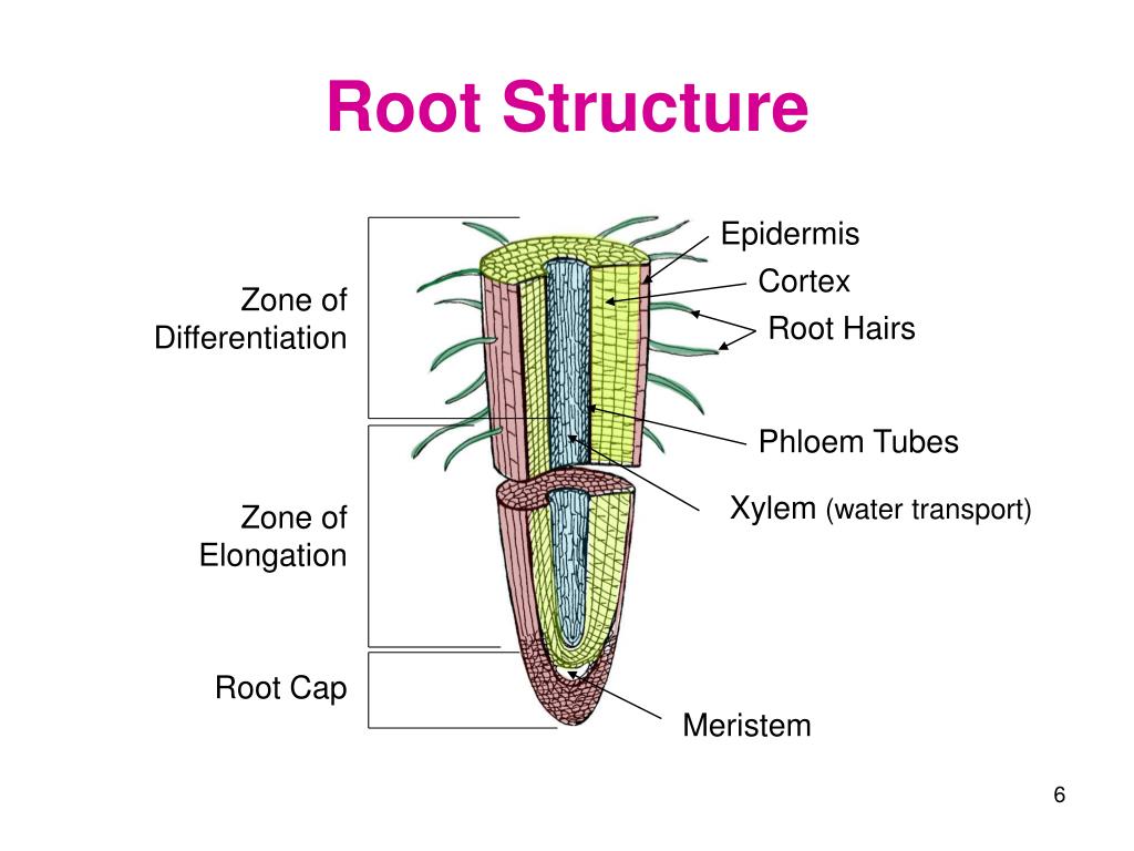 PPT Plant Science PowerPoint Presentation, free download