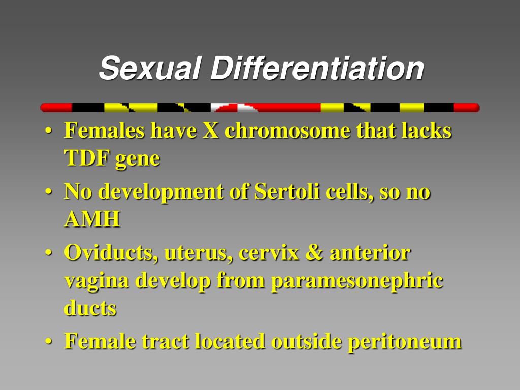 Ppt Male Anatomy Embryogenesis Powerpoint Presentation Free Download 7926