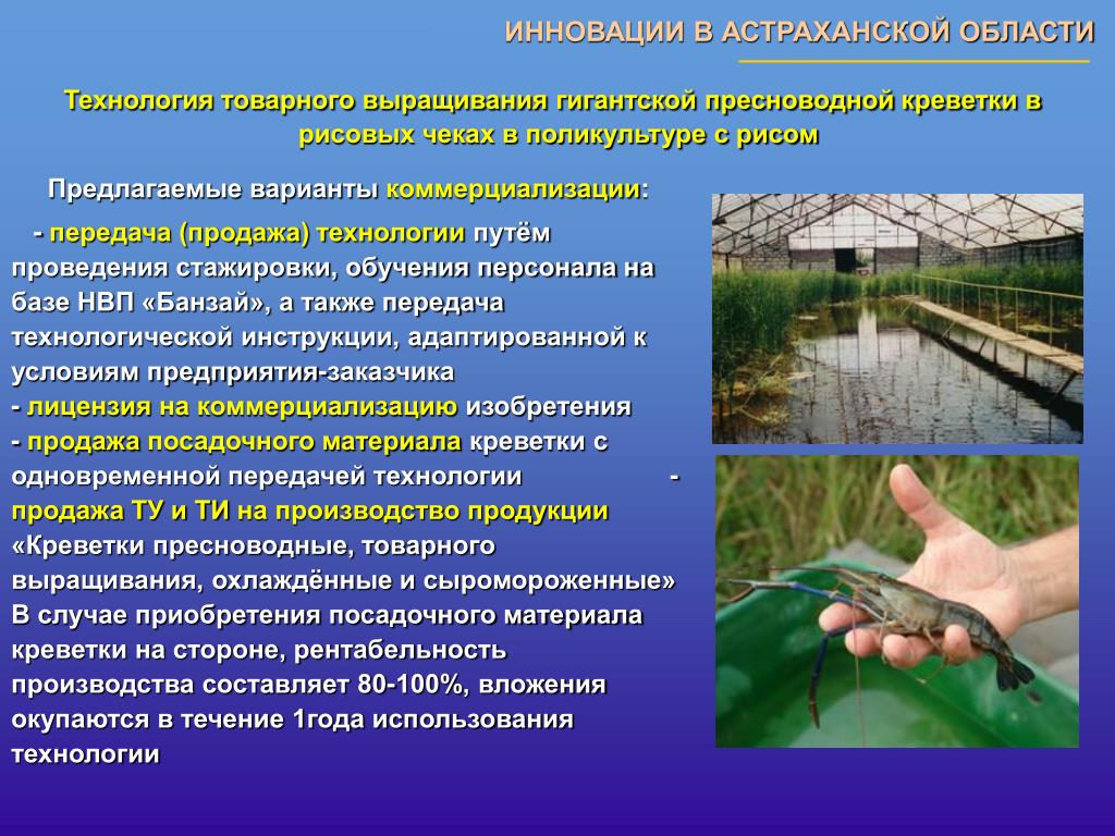 Какие товары производят в астраханской области. Экономика Астраханской области. Сообщение о рыбоводстве. Экономика Астраханской области 3 класс. Экономика Астраханской области 3 класс окружающий мир.
