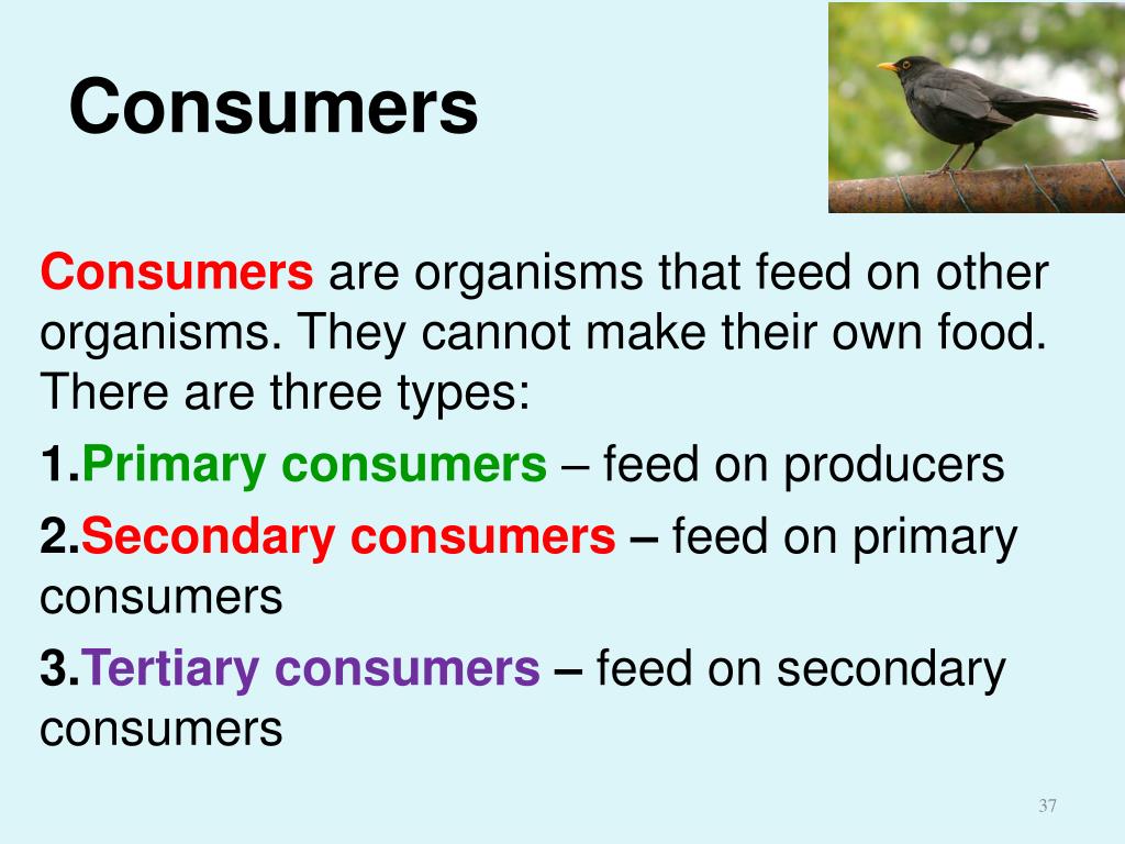PPT Ch 3 Introduction to Ecology PowerPoint Presentation, free