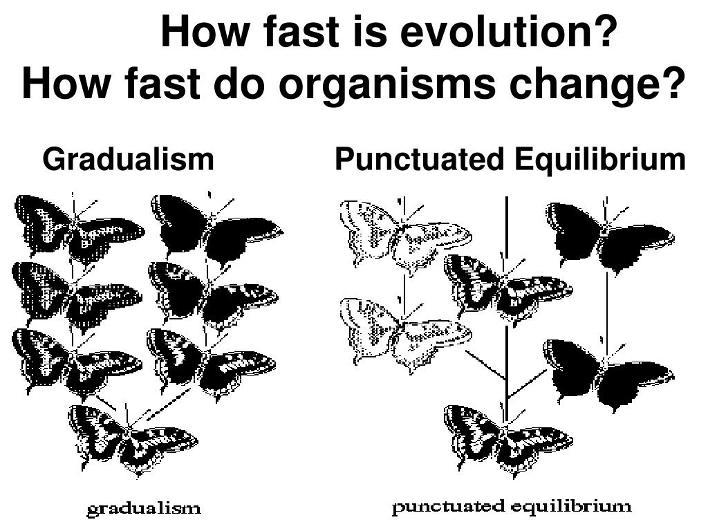 PPT - How do new species arise? -- Speciation -- PowerPoint ...
