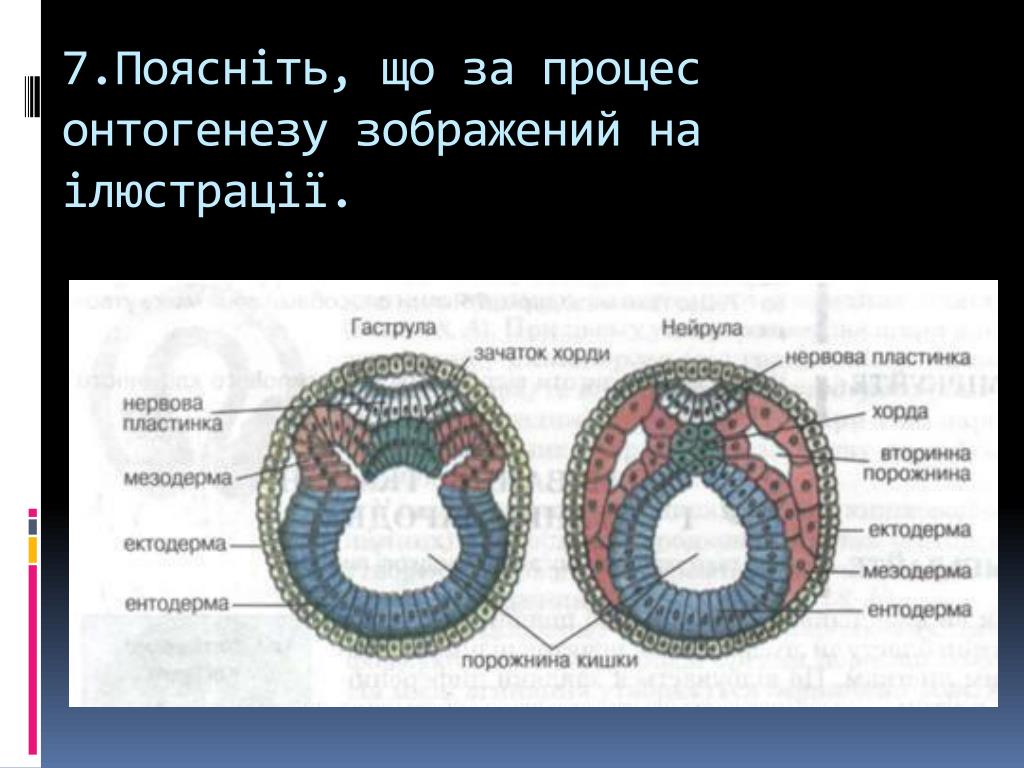 Рисунок нейрулы с подписями