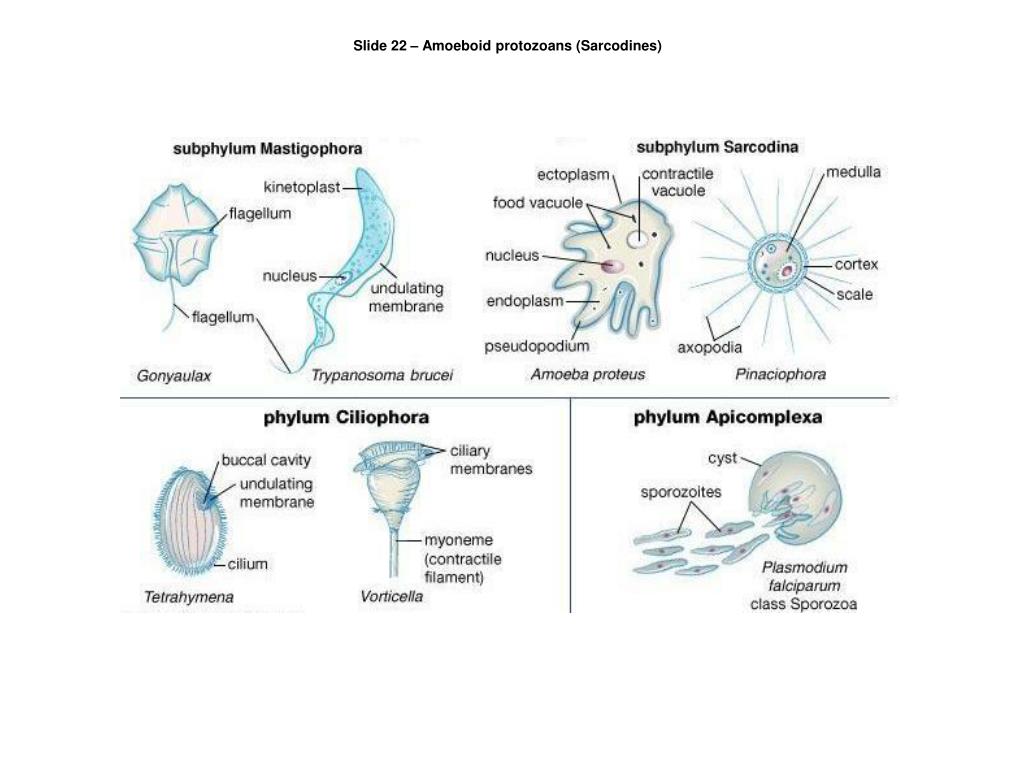 Ppt Biology 1112 Powerpoint Presentation Free Download Id 7038109