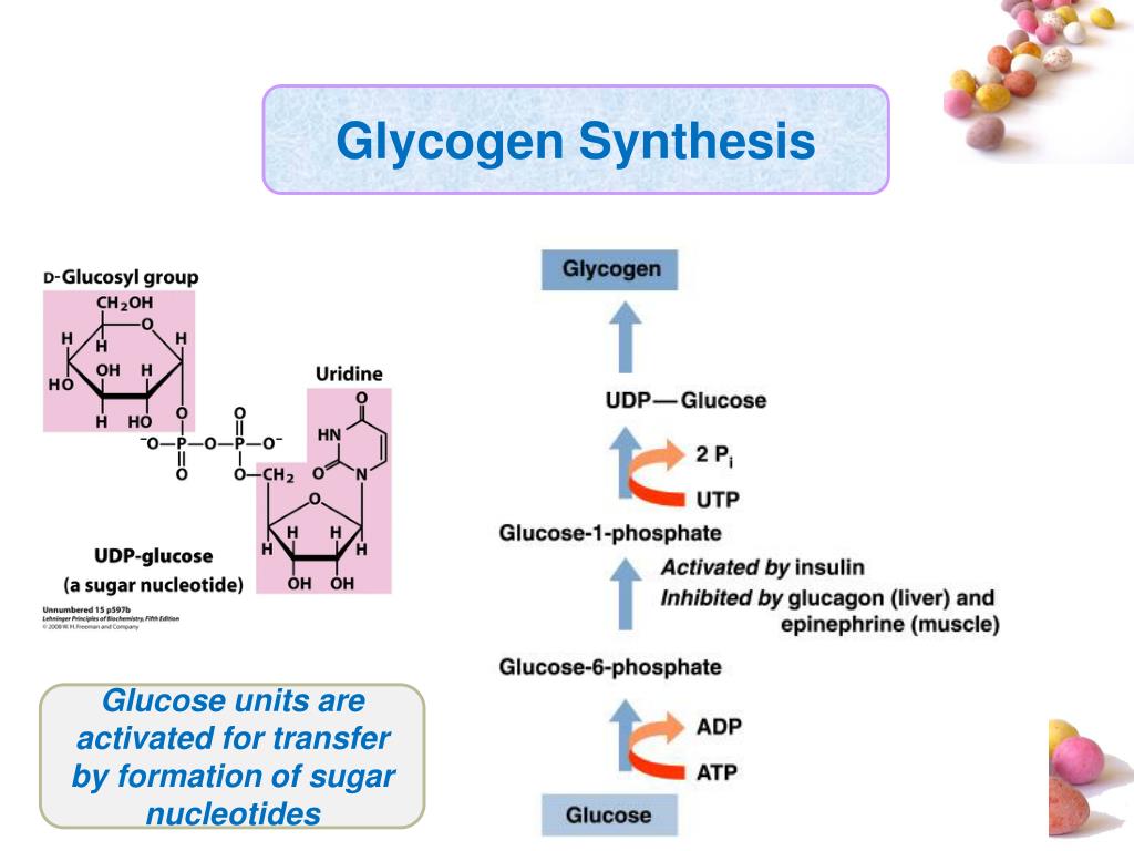 Гликоген у грибов. Гликоген. Размер молекул гликогена. Гликоген в дрожжах. Гликоген и вода.
