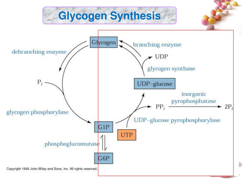 80 синтез. Glycogen. Synthesis of glycogen Chain. Дебранчинг фермент. Synthesis of glycogen from glucose.