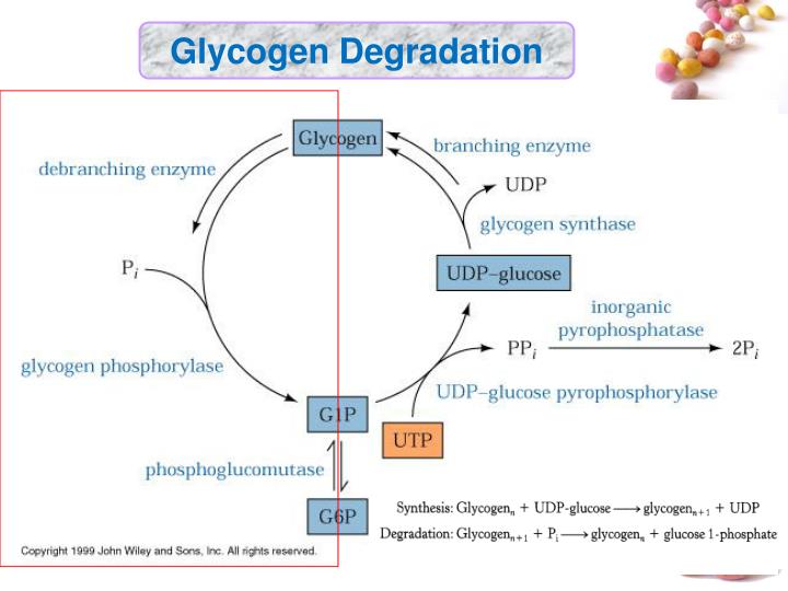 PPT - Glycogen Metabolism PowerPoint Presentation - ID:7039540