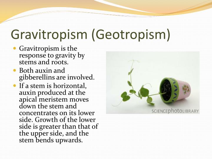 PPT - Plant Hormones and Plant Reproduction PowerPoint Presentation ...