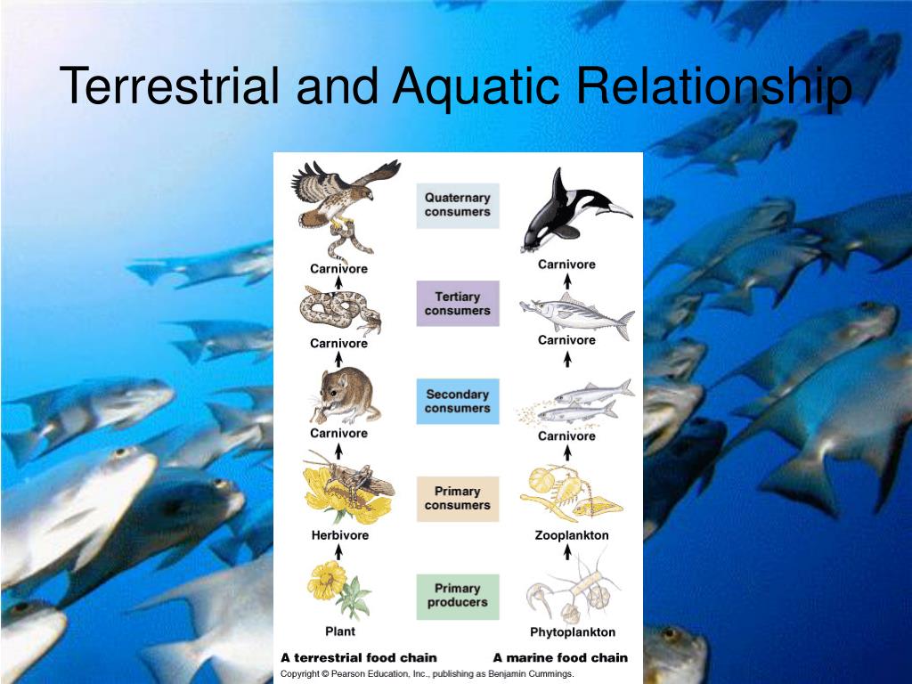 PPT Life In The Ocean PowerPoint Presentation Free Download ID 7042278 PPT Life In The Ocean PowerPoint Presentation Free Download ID 7042278
