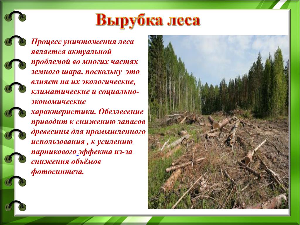 Проект вырубка лесов как глобальная проблема A deforestation guide: Everything from forests to farming World Economic Forum