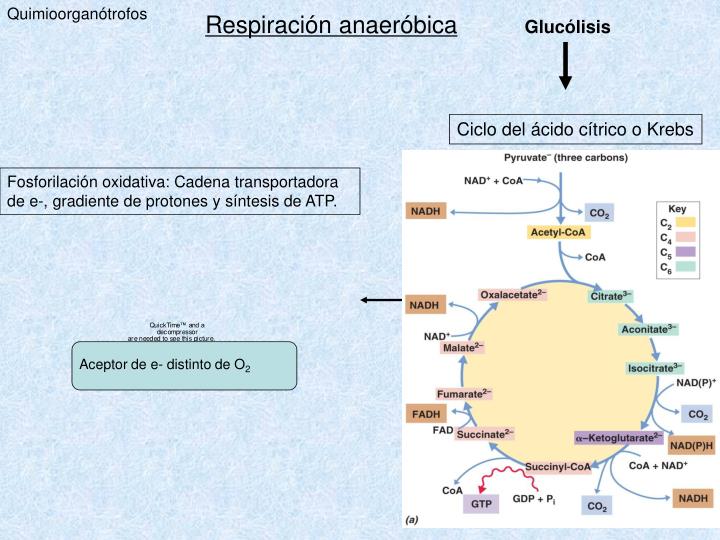 PPT - Metabolismo de Procariotas PowerPoint Presentation..