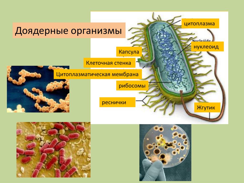 Бактерии доядерные организмы общая характеристика бактерий. Доядерные организмы. Клеточные доядерные организмы. Доядерные одноклеточные организмы. Ядерные и доядерные.