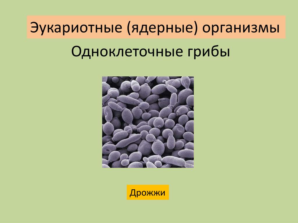 Ядерные организмы. Одноклеточные ядерные. Ядерный организм гриба. Ядерные и доядерные одноклеточные. Одноклеточные организмы ядерные и безъядерные.