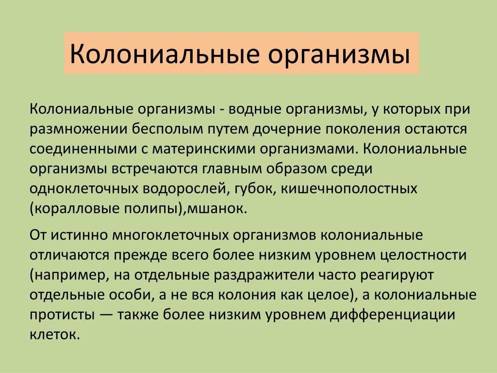 Колониальные организмы презентация 10 класс