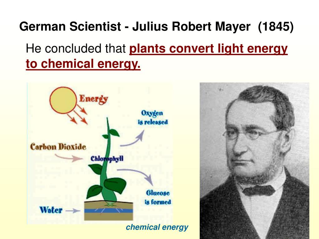 Какой ботаник изучает фотосинтез. Юлиус Майер фотосинтеза. Опыт Майера.