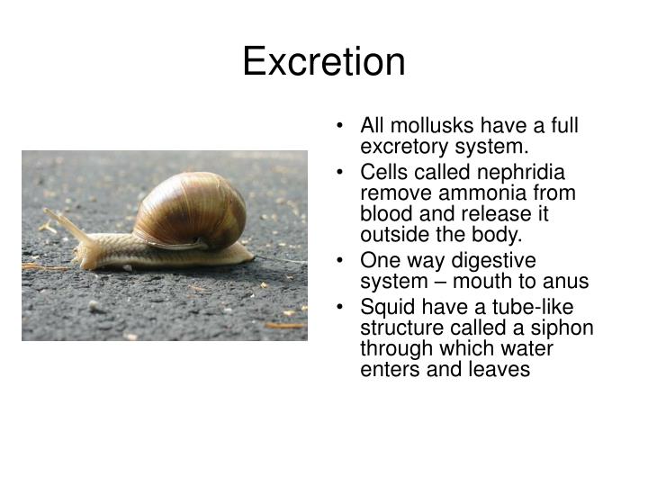 PPT Phylum Mollusca PowerPoint Presentation ID7045419