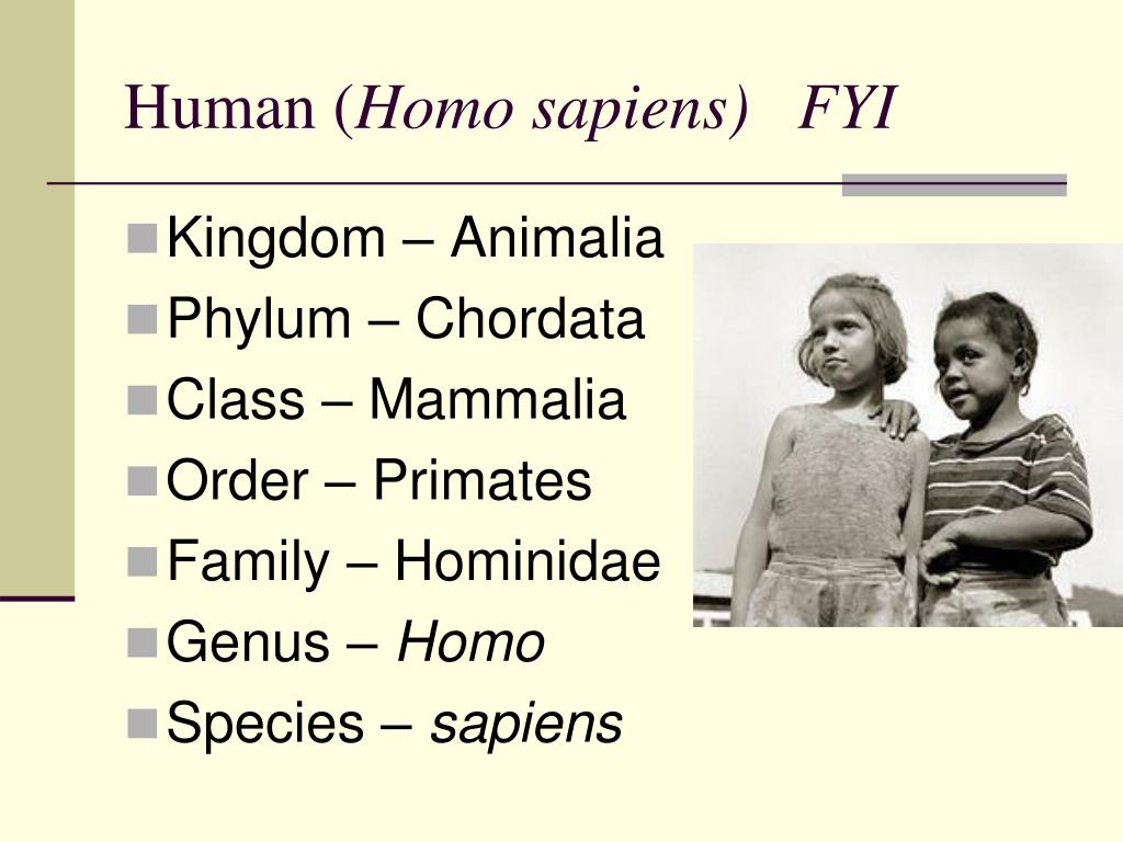 Sapiens Taxonomy Chart