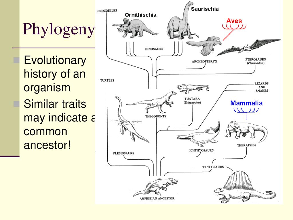 Эволюционные изменения птиц. Филогенетическое Древо рептилий. Филогения птиц схема. Систематика динозавров схема. Эволюционная схема развития пресмыкающихся.