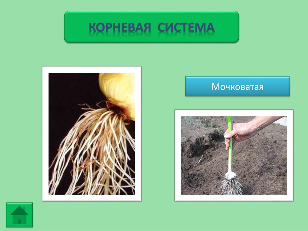 Особенности стержневой корневой. Мочковатая корневая система. Растения с мочковатой и стержневой корневой системой. Растения с мочковатой системой корня. Растение с мочкавитая корнем.