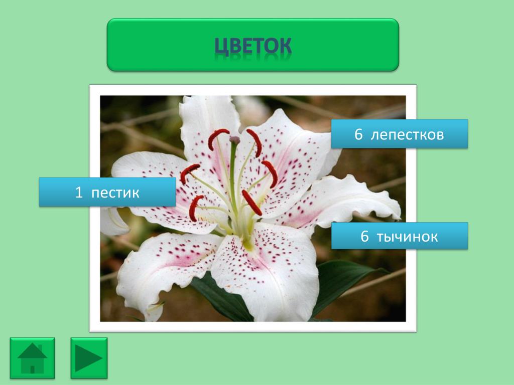 Три примера лилейных. Семейство Лилейные тычинка пестик. Строение цветка лилейных. Декоративные Лилейные растения. Лилейные растения лепестки.