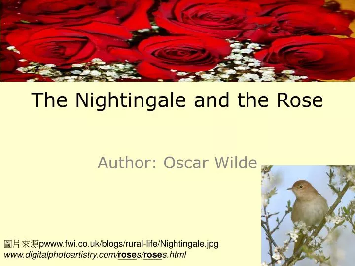 download the nightingale and the rose download the nightingale and the rose