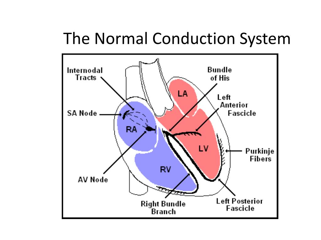 PPT Electrocardiograph Analysis PowerPoint Presentation Free 