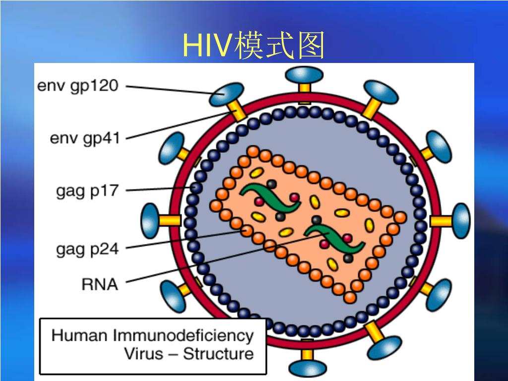 Антигены вируса иммунодефицита человека. Структура вируса иммунодефицита человека ВИЧ 1 ВИЧ 2. Вирус иммунодефицита кошек строение. Структура вируса СПИД. Структура вируса ВИЧ.