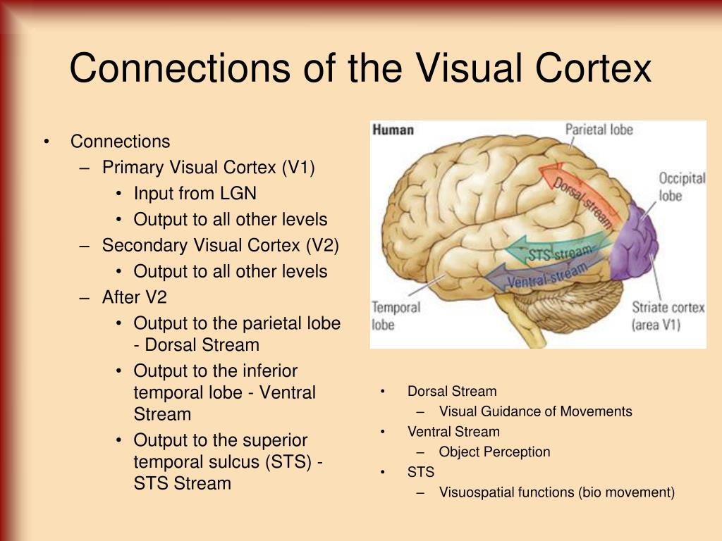 Ppt Cortical Structure And Function Powerpoint