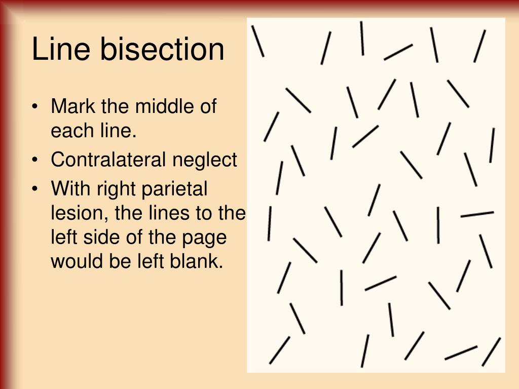 PPT - Cortical Structure and Function PowerPoint ...