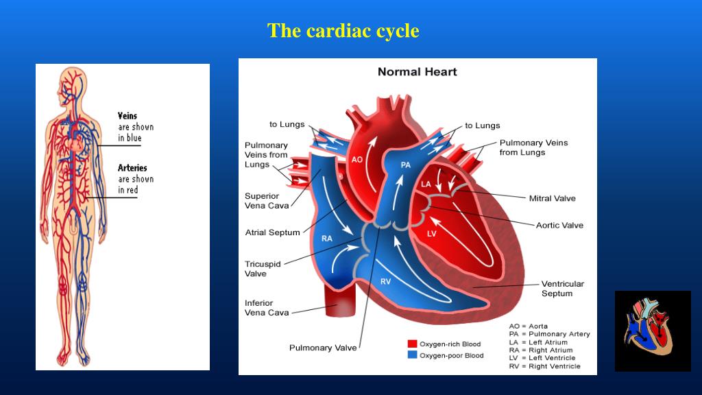 PPT - Blood circulatory System Class X PowerPoint Presentation, free