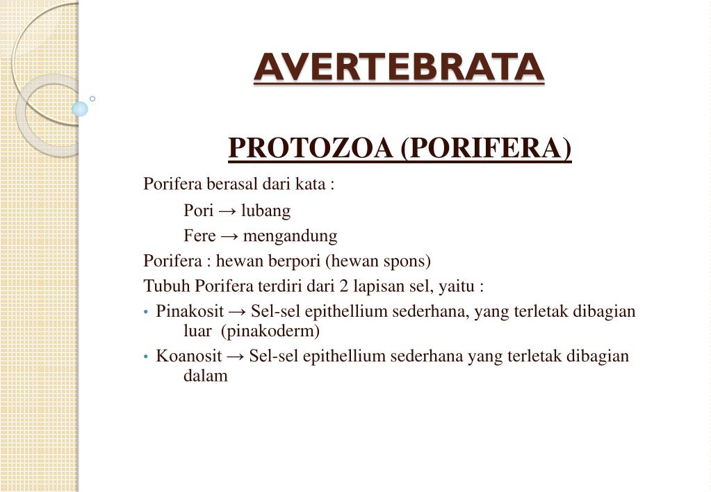 PPT ANIMALIA PowerPoint Presentation free download ID 