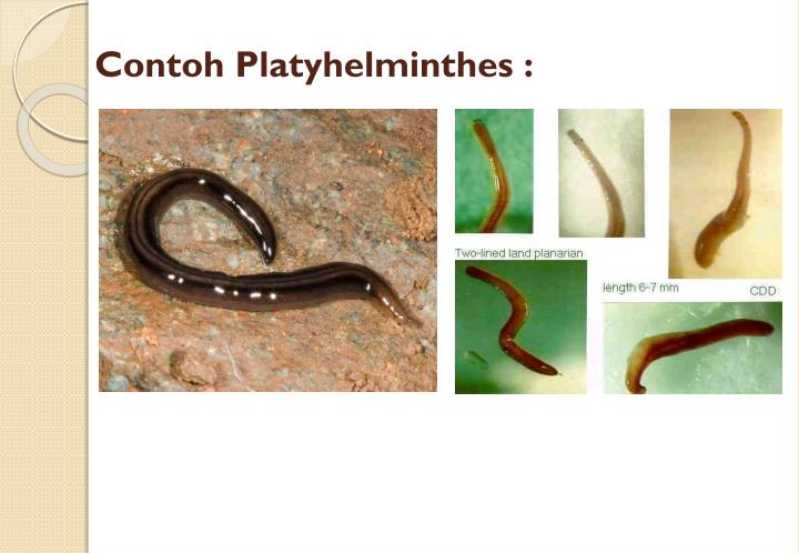 PPT - ANIMALIA PowerPoint Presentation - ID:7050148