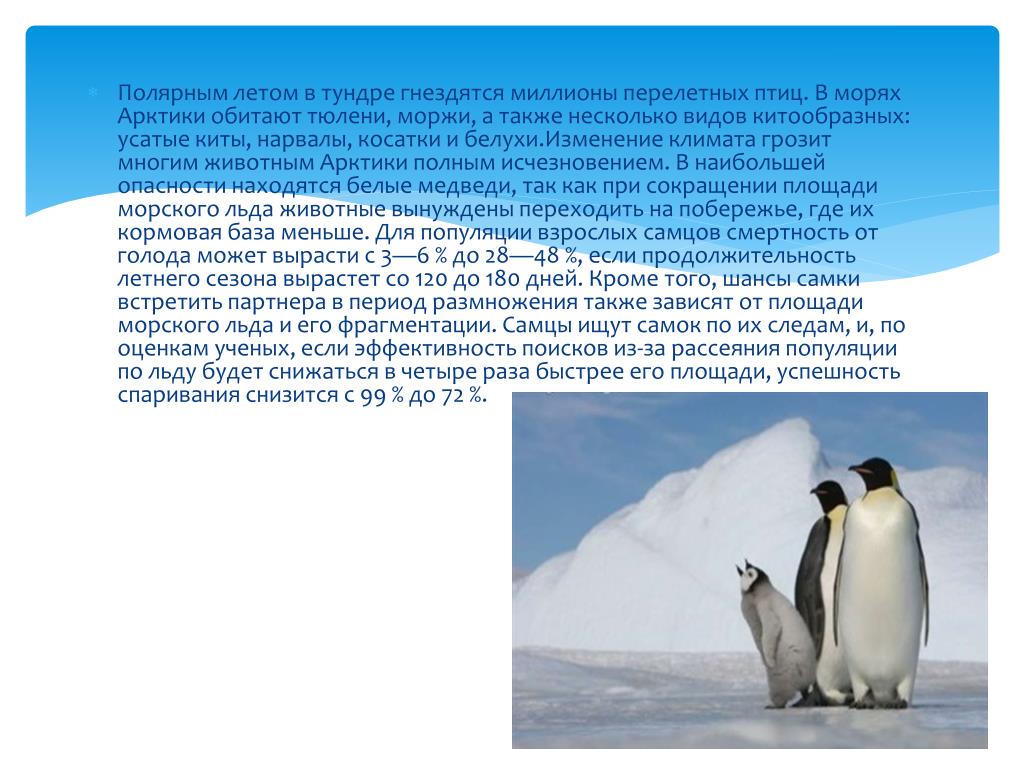 Арктические животные сообщение 4 класс окружающий мир. Полярным летом в тундре гнездятся миллионы перелетных птиц. Животные Арктики сообщение. Реферат о животных Арктики. Животные Арктики сообщение для 4 класса.