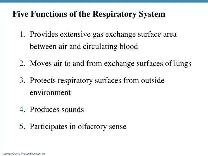 five functions of the respiratory system n.