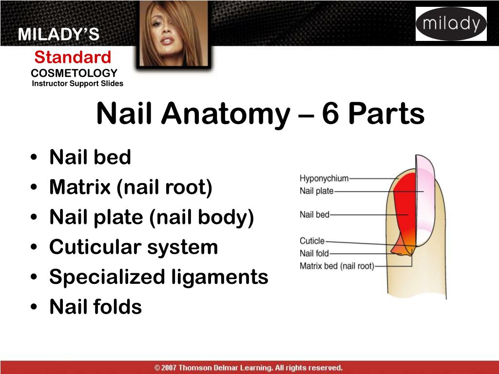 Dog Nail Structure Anatomy / Fingernail Vector Royalty Free SVG, Cliparts,  Vectors, and Stock Illustration. Image 147655759.