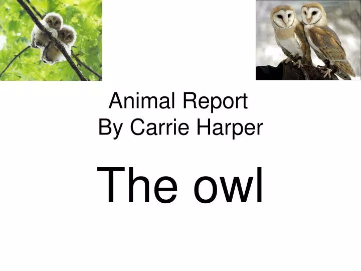 animal report by carrie harper n.