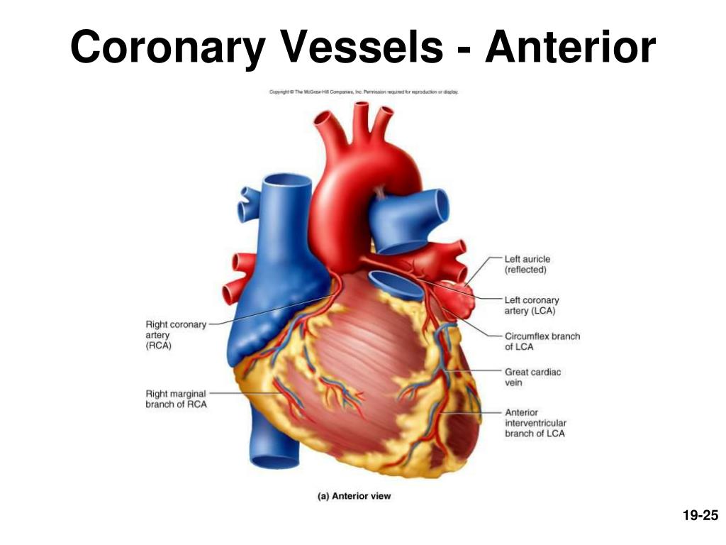 PPT - Circulatory System: The Heart PowerPoint Presentation, free